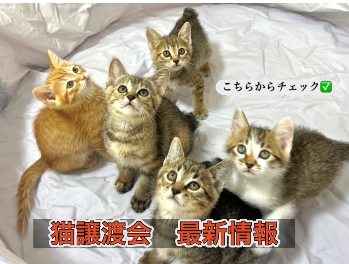 猫譲渡会はこちらから