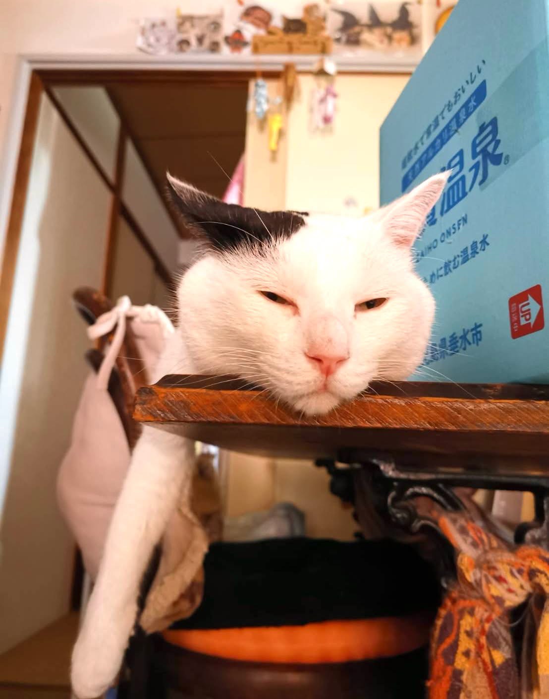 今週の「にゃなか」猫ちゃん写真のテーマだよー