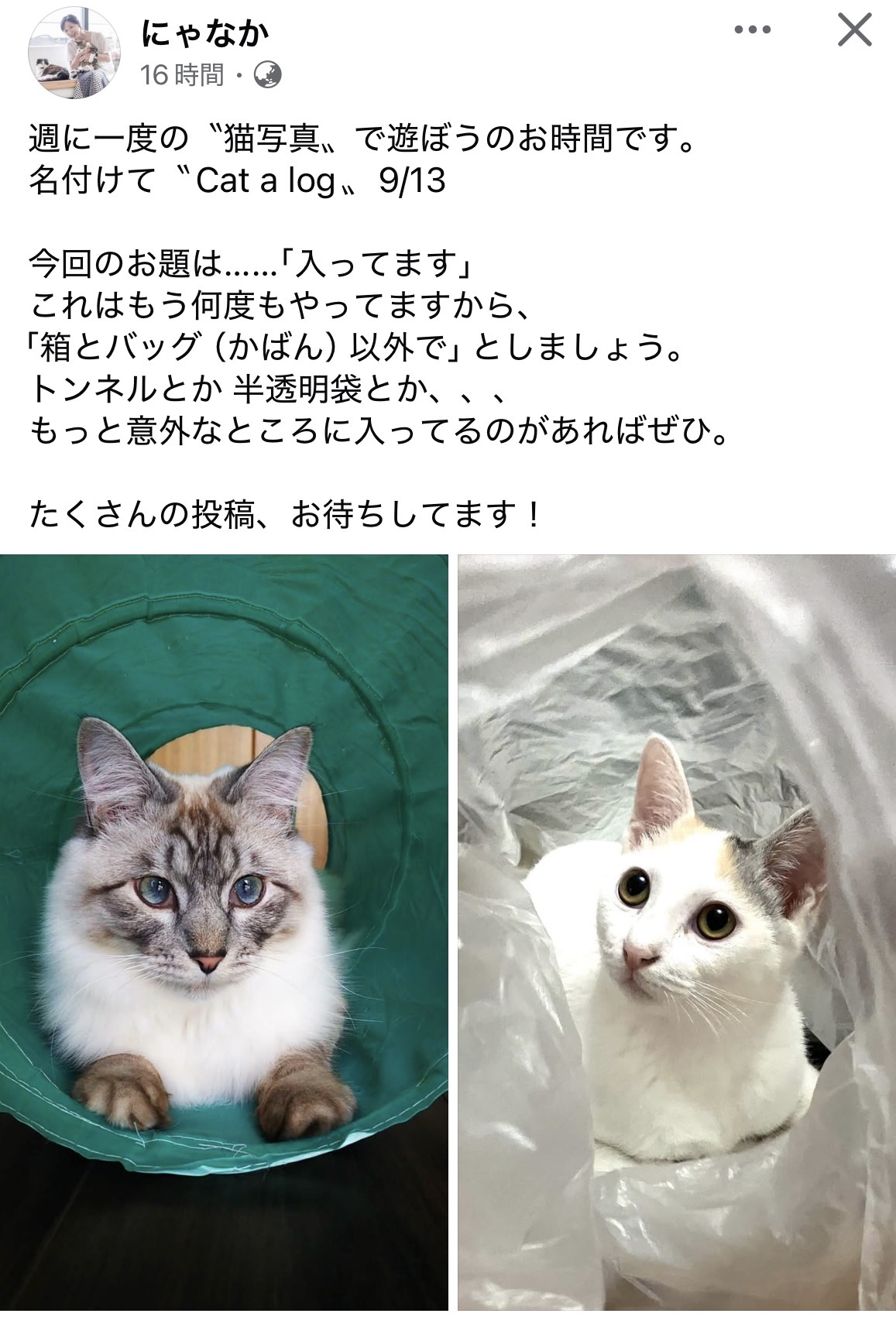 Facebookの「にゃなか」の今週の猫写真のテーマ
