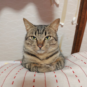 こねこ丸
