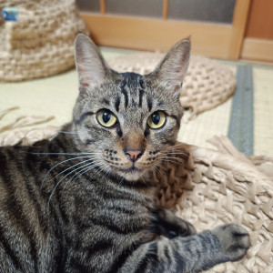 松