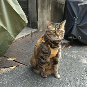 おかか