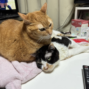 烈&コロン