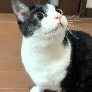 ファニー