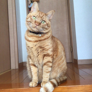 こまじ