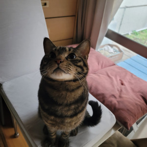 豆