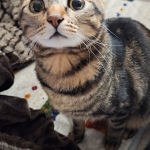 てん