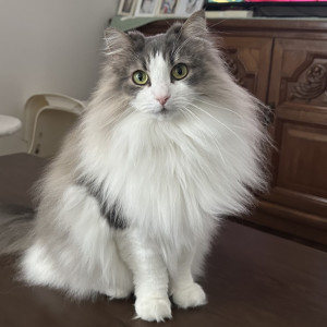 Nala