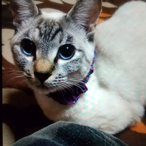 チルチル