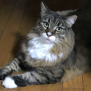 ハル