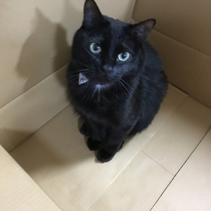 倉貫 ショパン