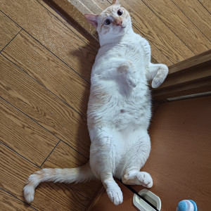 れん