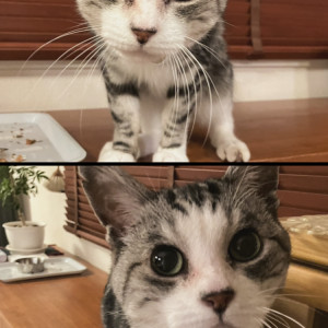 まぐろ