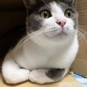 アッシュ