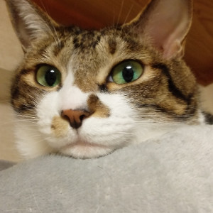 ポロ