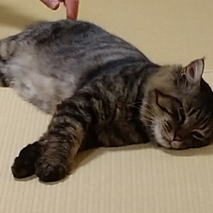 ミー君