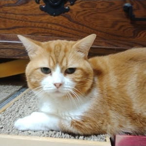 チャー
