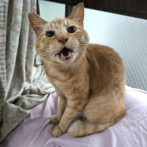 みんくる