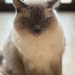 シナモン