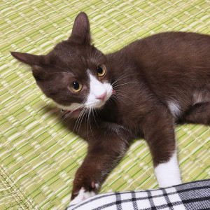 ちゃこ