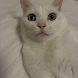 いちご