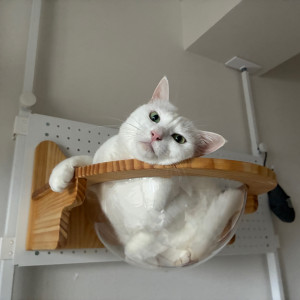 さくら