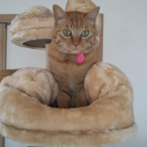モモ