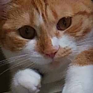 チャチャコ
