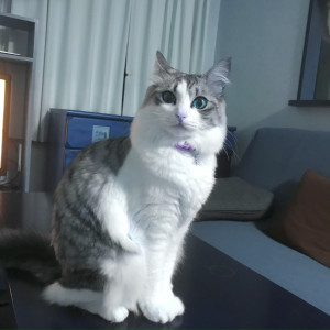 ひめ
