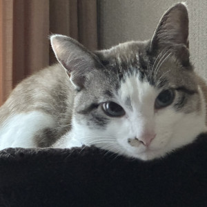 ニャー太郎