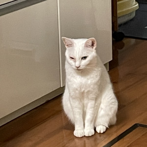 ヤムヤム