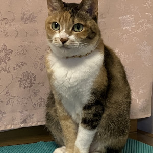 ツキ
