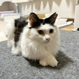 ファー子