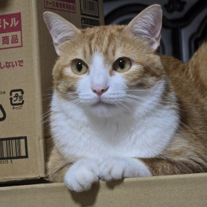 マチカ