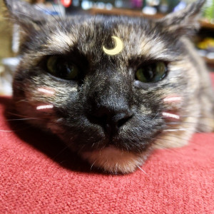 みーこ