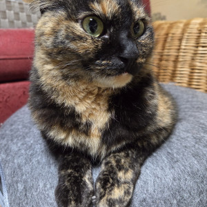 てん