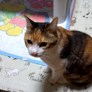 もも