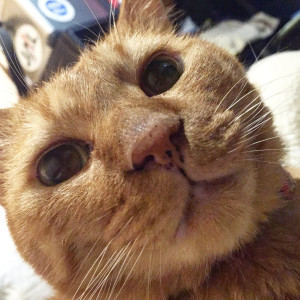 しま