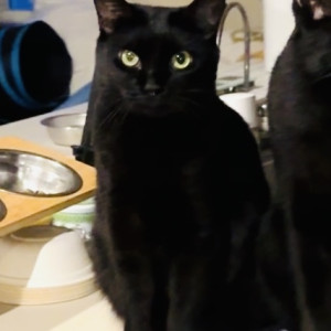 ミミ
