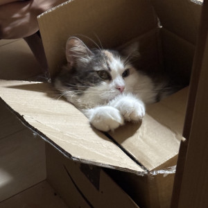 はなちゃん