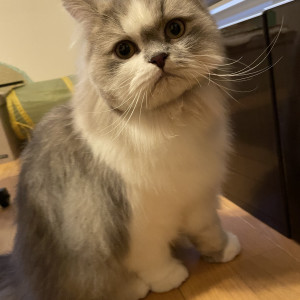 むさし