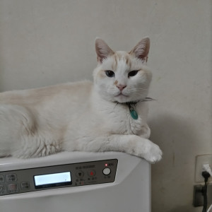 ぷち