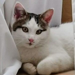 琥太郎