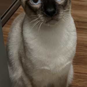 サクちゃん