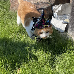 みかん