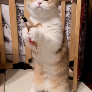 にゃんこ先生